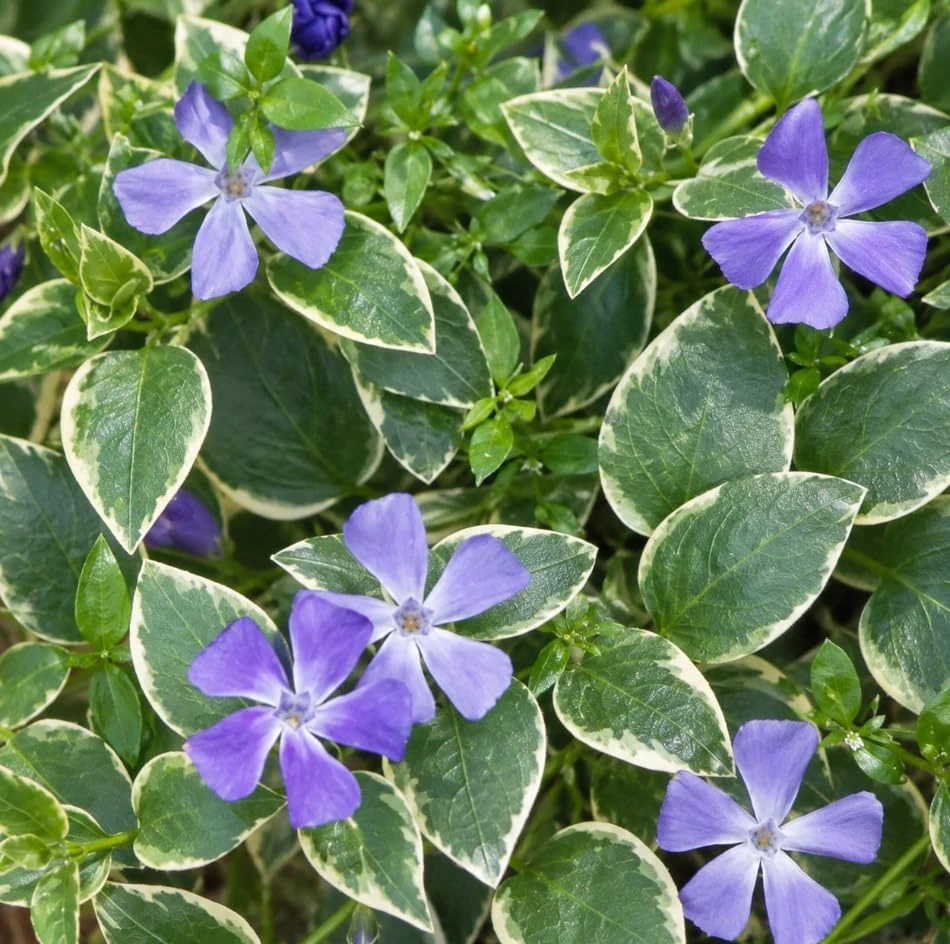 Set of 6 Variegated Vinca Minor Live Plants - Perennial Ground Cover 4-6" Long - Image 5