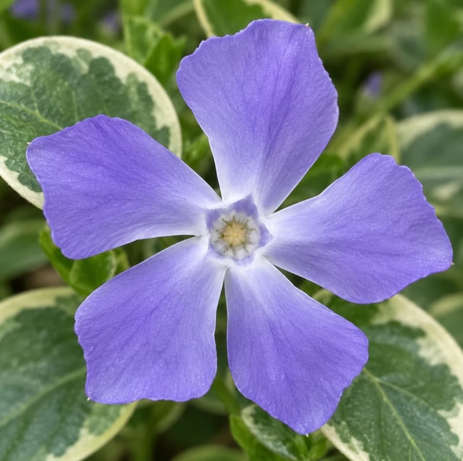 Set of 6 Variegated Vinca Minor Live Plants - Perennial Ground Cover 4-6" Long - Image 6