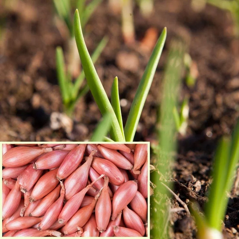 Shallot Bulbs for Planting - 0.5-1 lb Bag - Easy Vegetable Garden Crop - Image 1