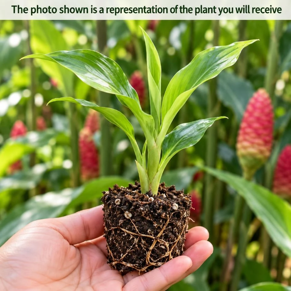 Shampoo Ginger Live Plant โ Zingiber Zerumbet Starter, 4-6 Inches Tall, Outdoor - Image 3