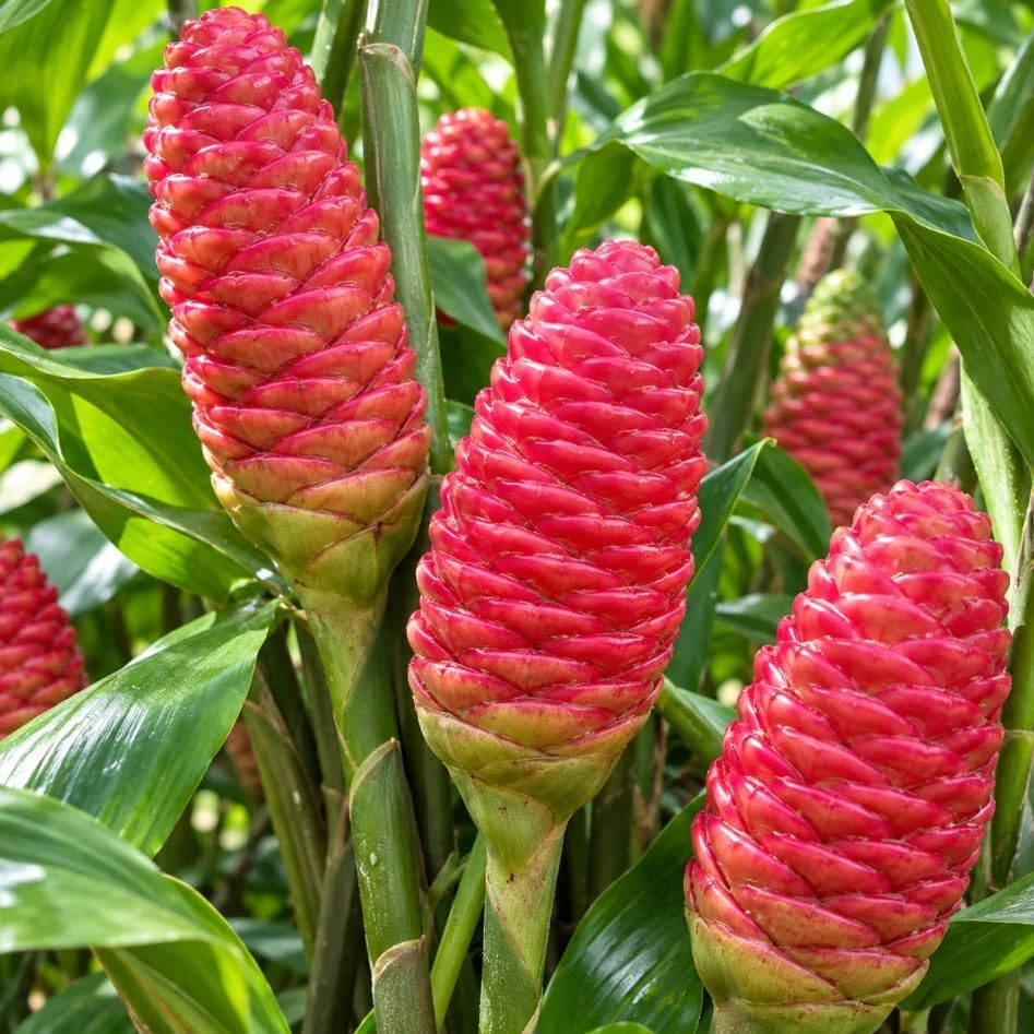 Shampoo Ginger Live Plant โ Zingiber Zerumbet Starter, 4-6 Inches Tall, Outdoor - Image 6