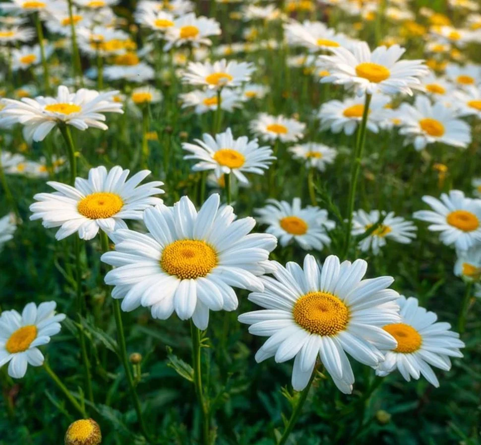 Shasta Daisy Live Plant – 2-Pack, 3" Pot – Perennial Flowering Plant – White Daisy Blooms - Image 1