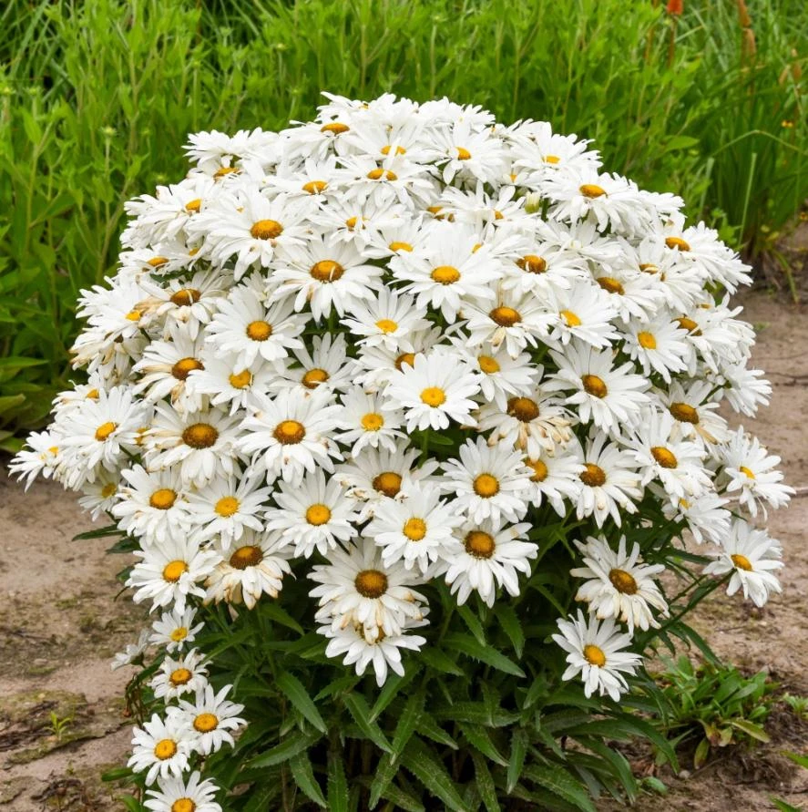 Shasta Daisy Live Plant – 3 inch Pot – Perennial Flowering Plant – White Blooms - Image 1