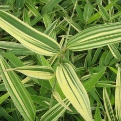 Shiroshima Bamboo Live Plant - Tropical Variegated Foliage - 1 Gallon Pot - Hardy to 0°F - Image 2