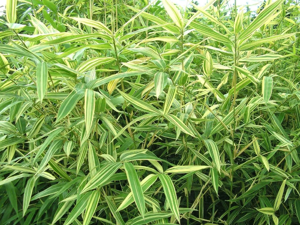 Shiroshima Bamboo Live Plant - Tropical Variegated Foliage - 1 Gallon Pot - Hardy to 0°F - Image 1