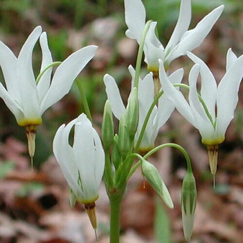 Shooting Star Bulbs - 5 Perennial Roots, White Flowers, Zones 4-8 - Image 1