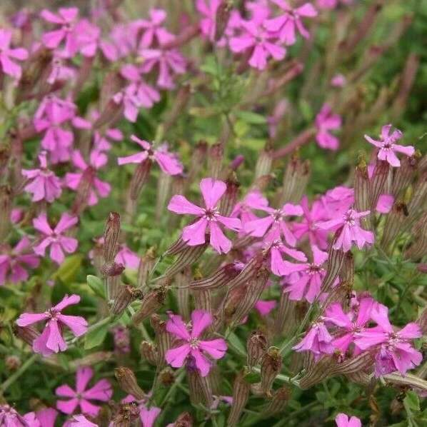 Silene schafta Shell Pink Seeds - 20 Count Perennial Flower Seeds - Image 2