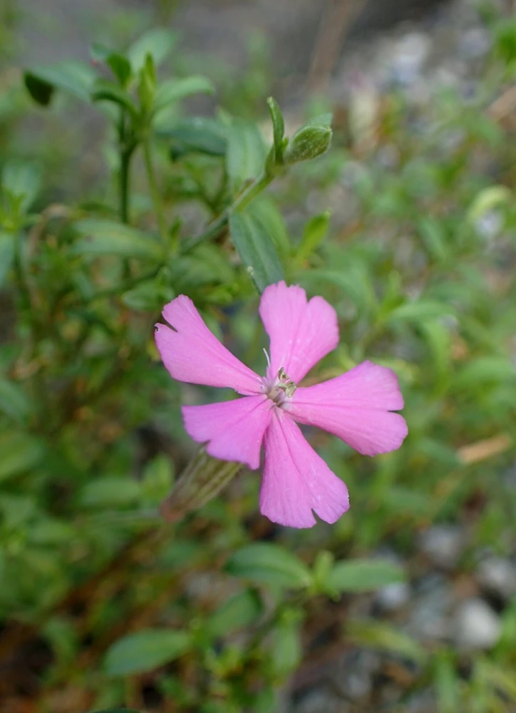 Silene schafta Shell Pink Seeds - 20 Count Perennial Flower Seeds - Image 3