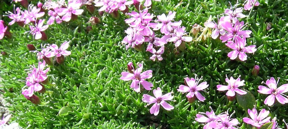 Silene schafta Shell Pink Seeds - 20 Count Perennial Flower Seeds - Image 1