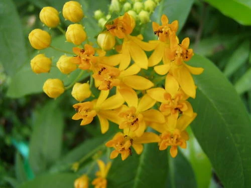 Silky Gold Milkweed Seeds - Asclepias curassavica - Monarch Host Plant - 10 Seeds - Image 1