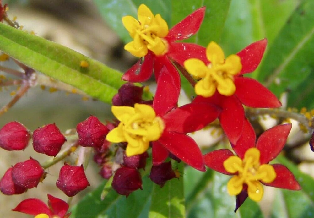 Silky Scarlet Milkweed Seeds - Asclepias curassavica - 10 Seeds - Image 1