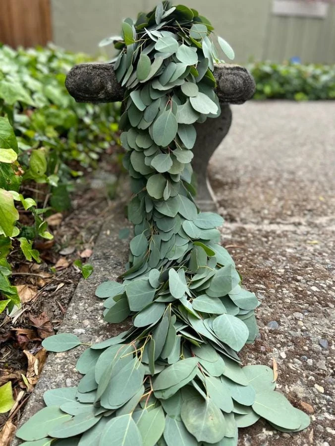 Silver Dollar Eucalyptus Live Plant – 4" Pot – Fragrant Evergreen Tree – Silvery Blue Foliage - Image 1