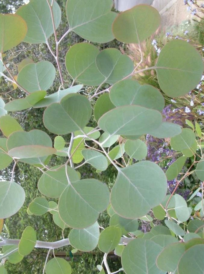 Silver Dollar Eucalyptus Live Plant – 5 inch Pot – Aromatic Foliage Tree for Gardens & Containers - Image 1