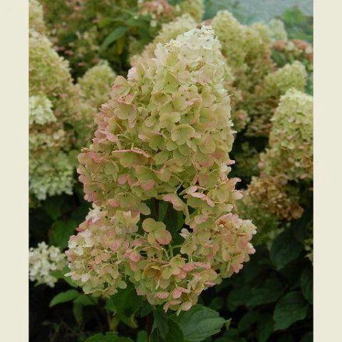 Silver Dollar Hydrangea Live Plant – Creamy White Blooms – 4 inch Pot – Outdoor Shrub - Image 2