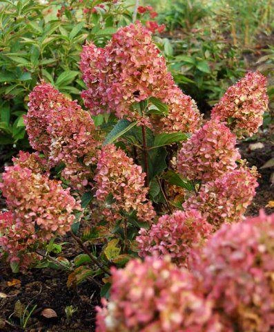 Silver Dollar Hydrangea Live Plant – Creamy White Blooms – 4 inch Pot – Outdoor Shrub - Image 3