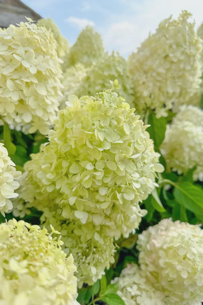 Silver Dollar Hydrangea Live Plant – Creamy White Blooms – 4 inch Pot – Outdoor Shrub - Image 1