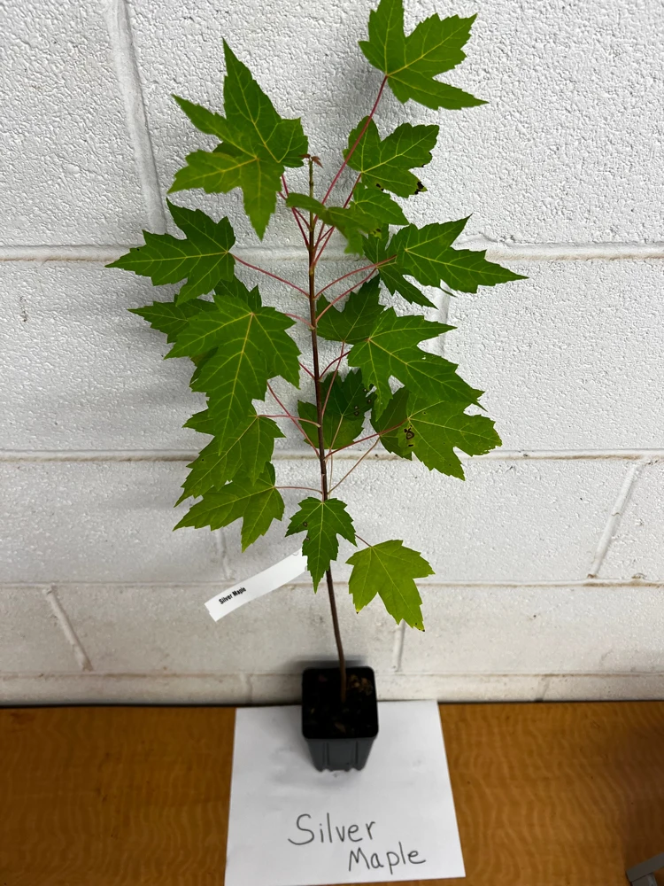 Silver Maple Live Tree – Acer saccharinum – Fast Growing Shade Tree – 12-18" Tall – Quart Pot - Image 2