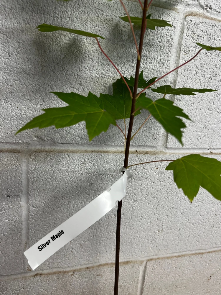 Silver Maple Live Tree – Acer saccharinum – Fast Growing Shade Tree – 12-18" Tall – Quart Pot - Image 3