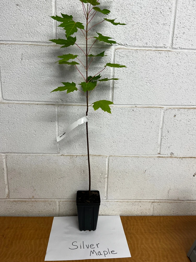 Silver Maple Live Tree – Acer saccharinum – Fast Growing Shade Tree – 12-18" Tall – Quart Pot - Image 4