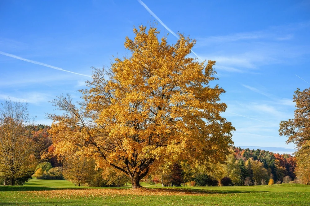 Silver Maple Live Tree – Acer saccharinum – Fast Growing Shade Tree – 12-18" Tall – Quart Pot - Image 1