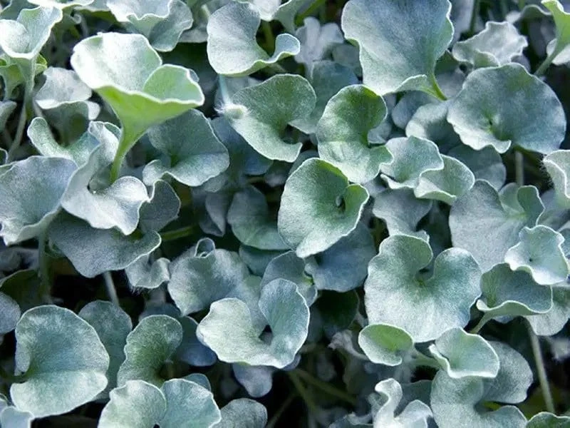 Silver Ponyfoot Dichondra Live Plant – 1 Gallon – Perennial Ground Cover - Image 1