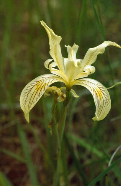 Siskiyou Iris Seeds - Iris bracteata Perennial Flower Seeds - 8 Count - Image 1