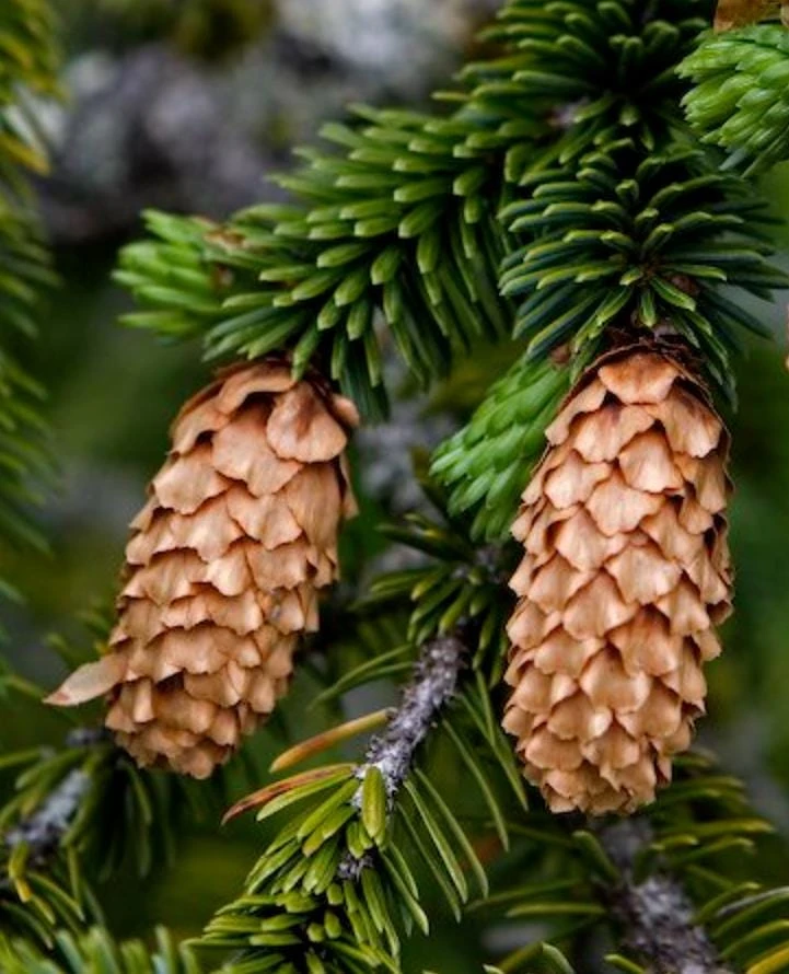 Sitka Spruce Live Plant โ 3 inch Pot โ Fast-Growing Evergreen Conifer Tree Outdoor - Image 10