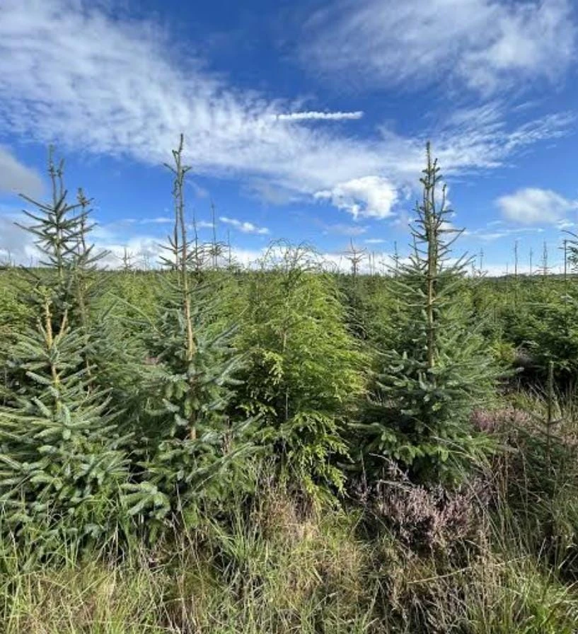 Sitka Spruce Live Plant โ 3 inch Pot โ Fast-Growing Evergreen Conifer Tree Outdoor - Image 11