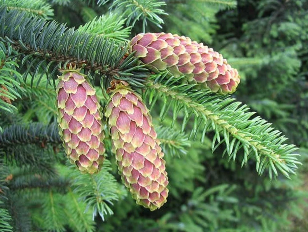 Sitka Spruce Live Plant โ 3 inch Pot โ Fast-Growing Evergreen Conifer Tree Outdoor - Image 2