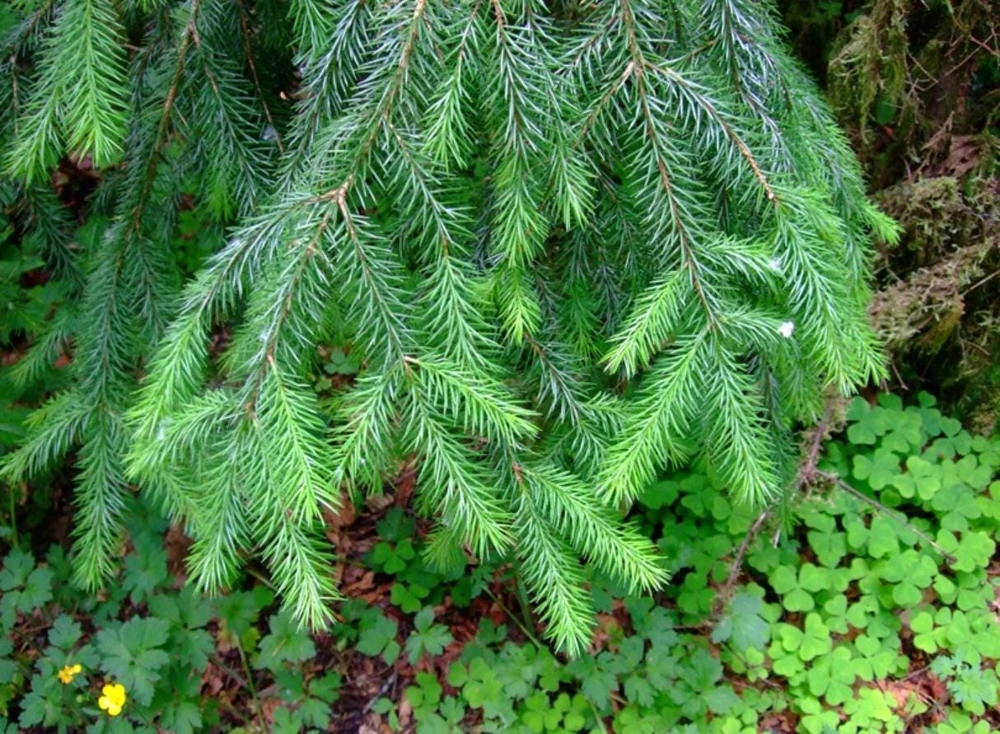 Sitka Spruce Live Plant โ 3 inch Pot โ Fast-Growing Evergreen Conifer Tree Outdoor - Image 3
