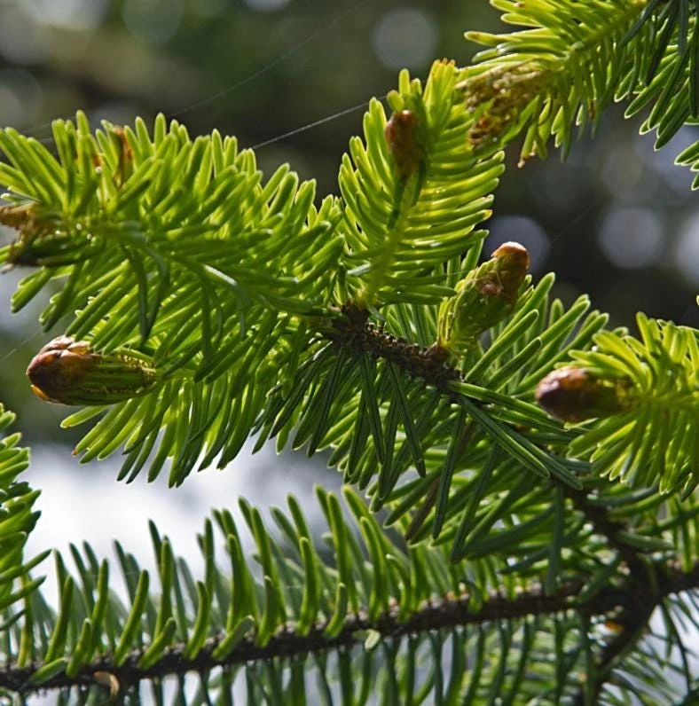 Sitka Spruce Live Plant โ 3 inch Pot โ Fast-Growing Evergreen Conifer Tree Outdoor - Image 4