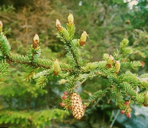 Sitka Spruce Live Plant – 3 inch Pot – Fast-Growing Evergreen Conifer Tree Outdoor - Image 1