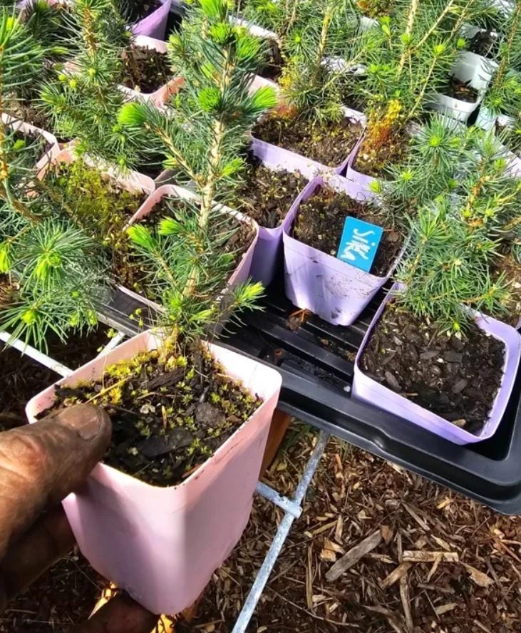 Sitka Spruce Live Plant โ 3 inch Pot โ Fast-Growing Evergreen Conifer Tree Outdoor - Image 6