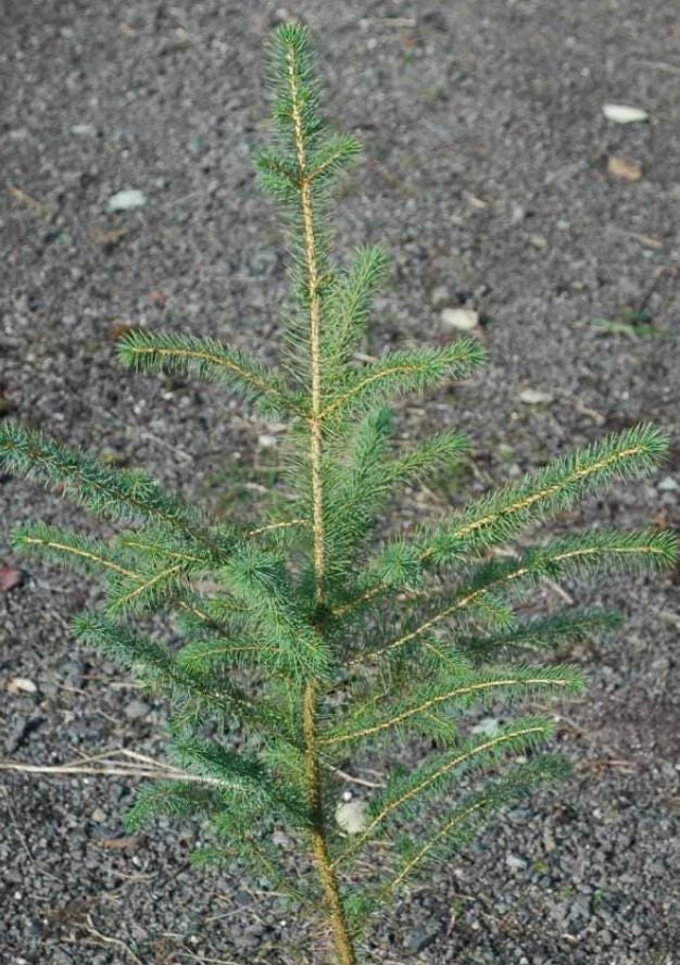 Sitka Spruce Live Plant โ 3 inch Pot โ Fast-Growing Evergreen Conifer Tree Outdoor - Image 7