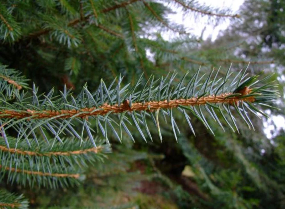 Sitka Spruce Live Plant โ 3 inch Pot โ Fast-Growing Evergreen Conifer Tree Outdoor - Image 8