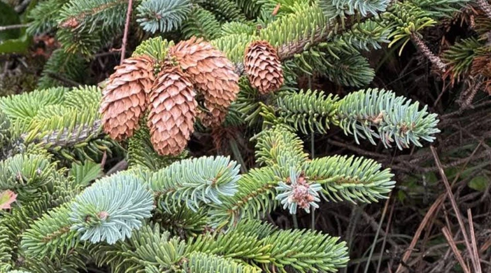Sitka Spruce Live Plant โ 3 inch Pot โ Fast-Growing Evergreen Conifer Tree Outdoor - Image 9