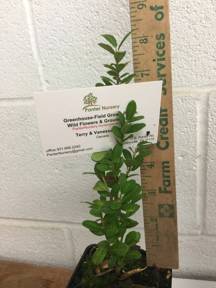 Sky Pencil Holly Live Plant - 2-Pack, 6-12" Tall, 2.5" Pot, Outdoor Shrub - Image 3