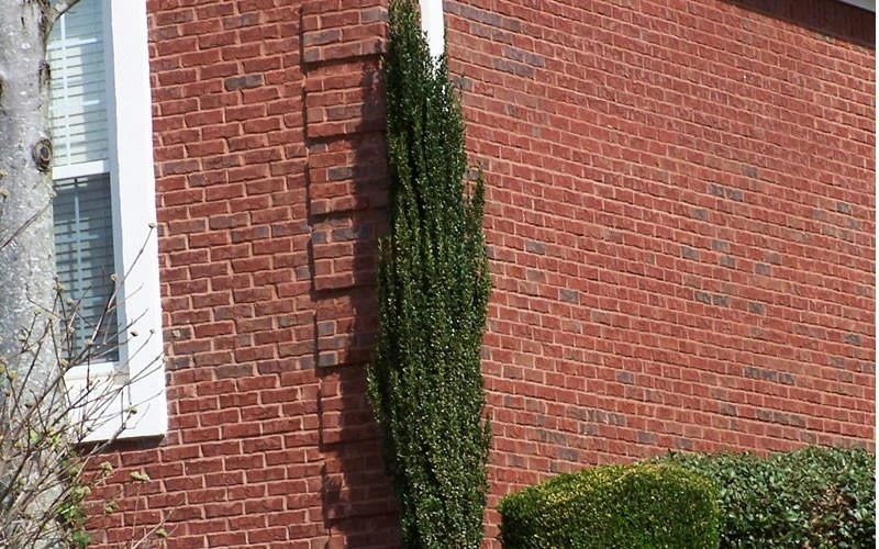 Sky Pencil Holly Live Plant - 2-Pack, 6-12" Tall, 2.5" Pot, Outdoor Shrub - Image 4