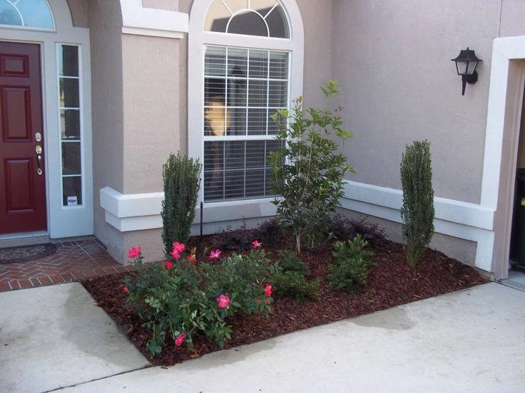 Sky Pencil Holly Live Plant - 2-Pack, 6-12" Tall, 2.5" Pot, Outdoor Shrub - Image 6