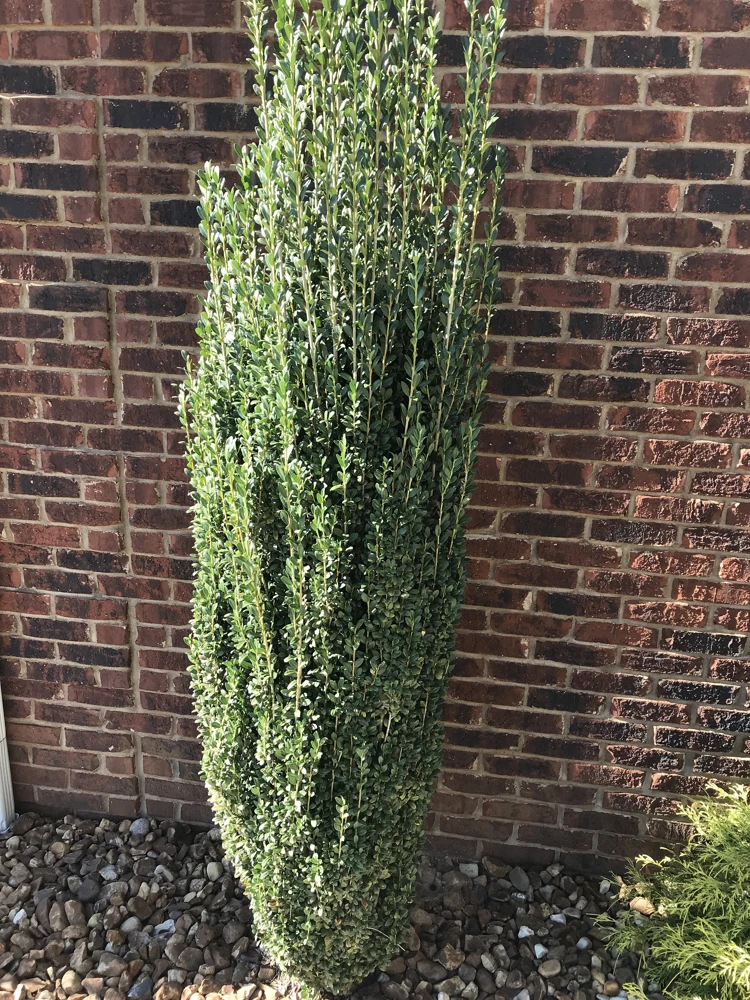 Sky Pencil Holly Live Plant - 2-Pack, 6-12" Tall, 2.5" Pot, Outdoor Shrub - Image 1