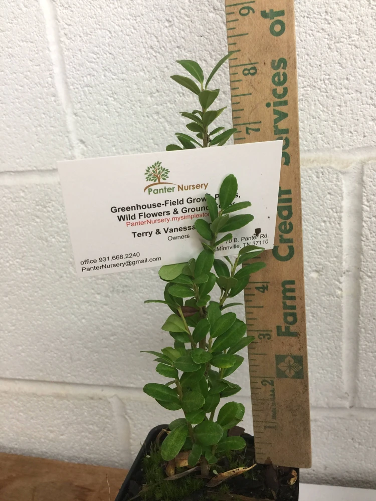 Sky Pencil Holly Live Plant - 4 inch Pot, 12-18 inches Tall, Outdoor Shrub - Image 3