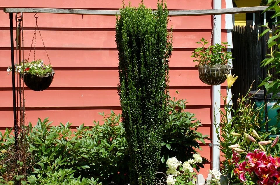 Sky Pencil Holly Live Plant - 4 inch Pot, 12-18 inches Tall, Outdoor Shrub - Image 5