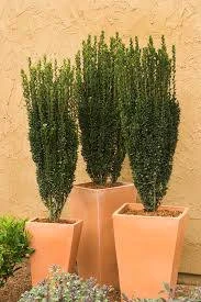 Sky Pencil Holly Live Plant - 4 inch Pot, 12-18 inches Tall, Outdoor Shrub - Image 1