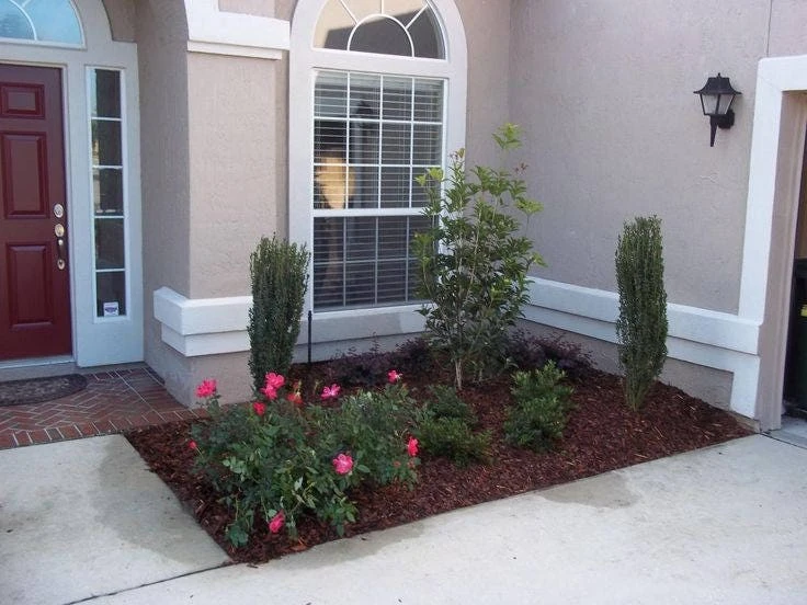Sky Pencil Holly Live Plant - 4 inch Pot, 12-18 inches Tall, Outdoor Shrub - Image 6