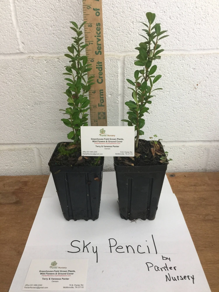 Sky Pencil Holly Live Plant - 4 inch Pot, 12-18 inches Tall, Outdoor Shrub - Image 7