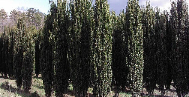 Sky Pencil Holly Live Plant - 4 inch Pot, 12-18 inches Tall, Outdoor Shrub - Image 8