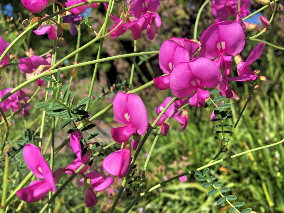 Smooth Darling Pea Seeds - Swainsona galegifolia - 20 Seeds Annual - Image 2