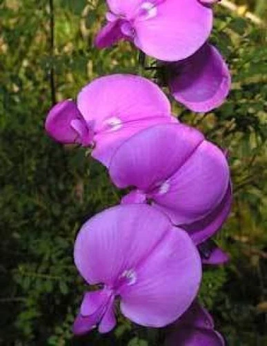 Smooth Darling Pea Seeds - Swainsona galegifolia - 20 Seeds Annual - Image 1