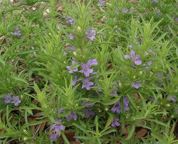 Snake Herb Live Plant – Dyschoriste linearis – 1 Gallon Perennial - Image 1