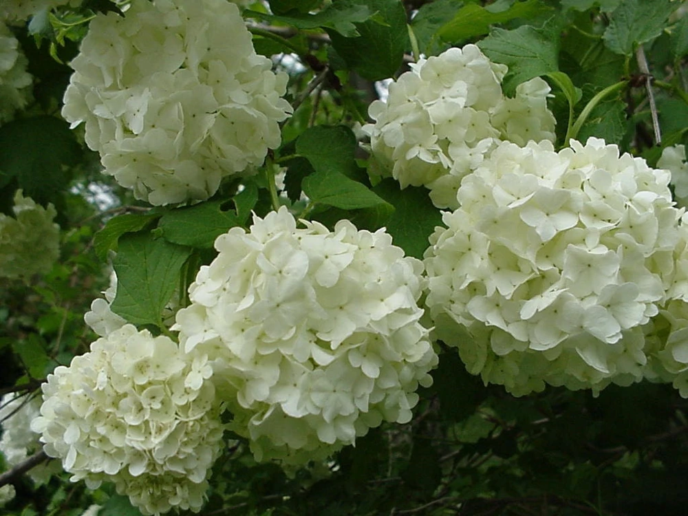Snowball Viburnum Live Plant - Highbush Cranberry Shrub, 4-12" Tall, 4" Pot, Zones 3-9 - Image 1